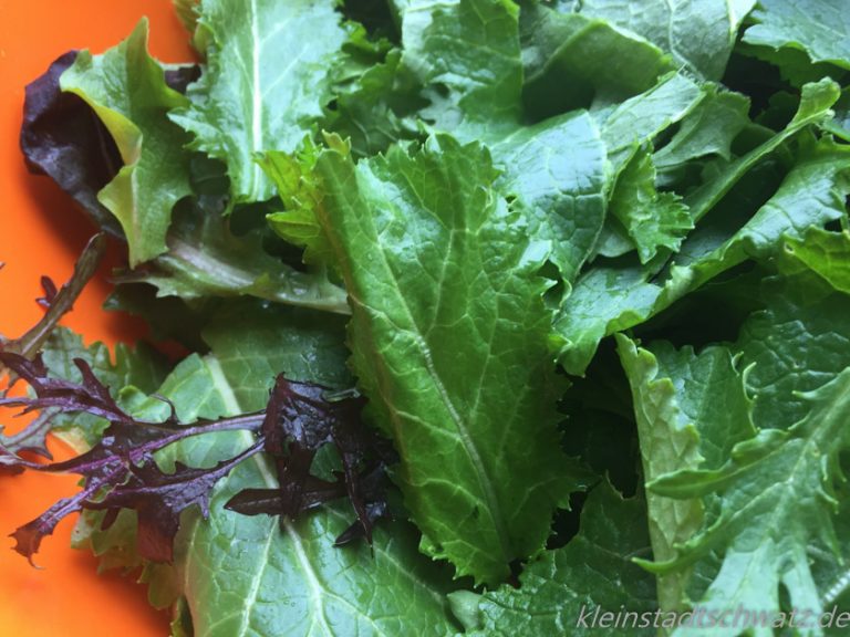Pflücksalat Pflücksalat