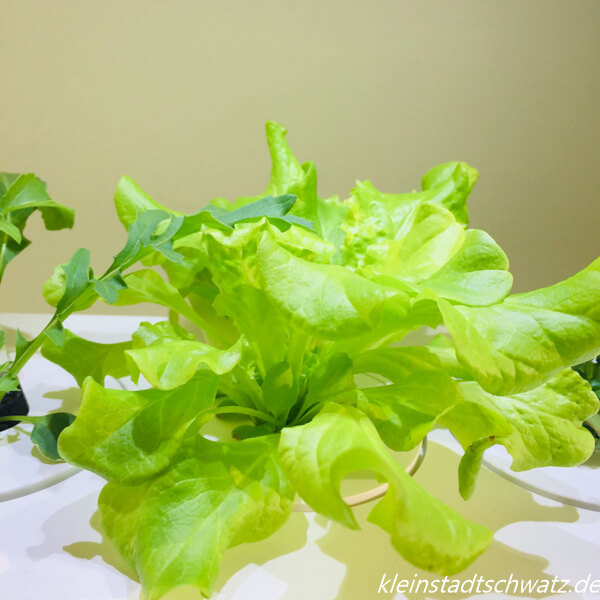 Emsa Smart Garden Salat Tag 17