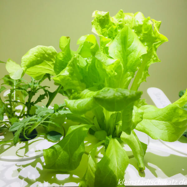 Emsa Smart Garden Salat Tag 21