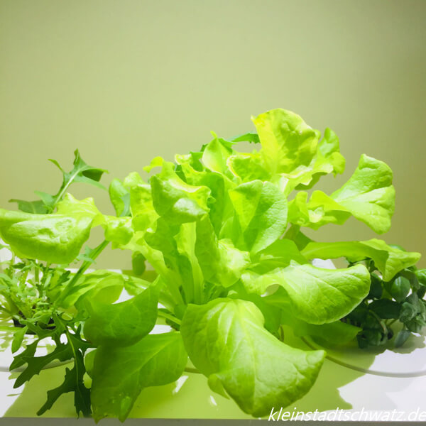 Salat nimmt Basilikum Licht und Platz weg